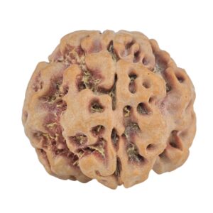 1MK(Underdeveloped) 23.6mm 4.07gm - Rudraksha