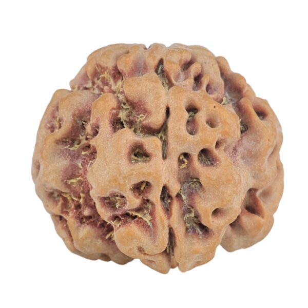 1MK(Underdeveloped) 23.6mm 4.07gm - Rudraksha