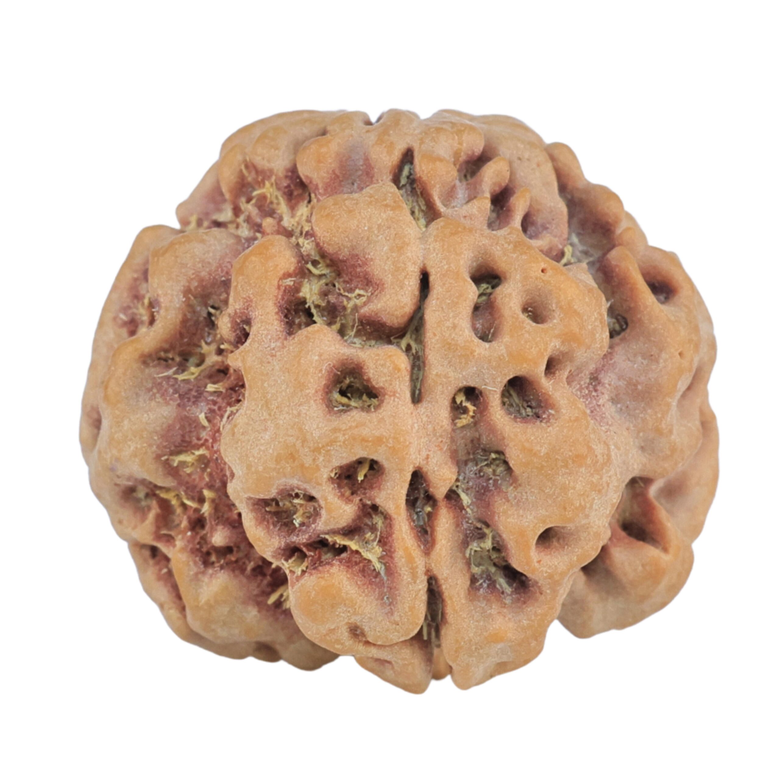 1MK(Underdeveloped) 23.6mm 4.07gm - Rudraksha