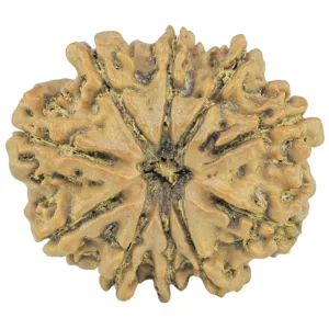 10 Mukhi Rudraksha 28.9mm 6.06gm - Rudraksha