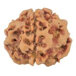 1MK(Underdeveloped) 23.1mm 3.77gm - Rudraksha