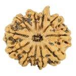 11 Mukhi Ganesh 24mm 3.25gm - Rudraksha