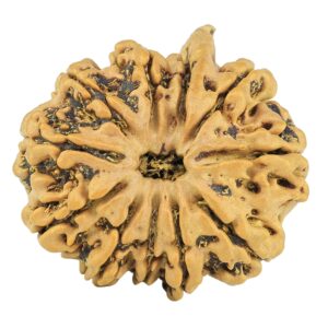 11 Mukhi Ganesh 24mm 3.25gm - Rudraksha
