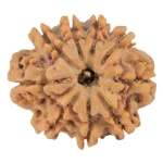 9 Mukhi Rudraksha 26.3mm 5.12gm - Rudraksha