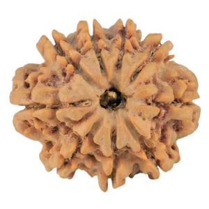 9 Mukhi Rudraksha 26.3mm 5.12gm - Rudraksha