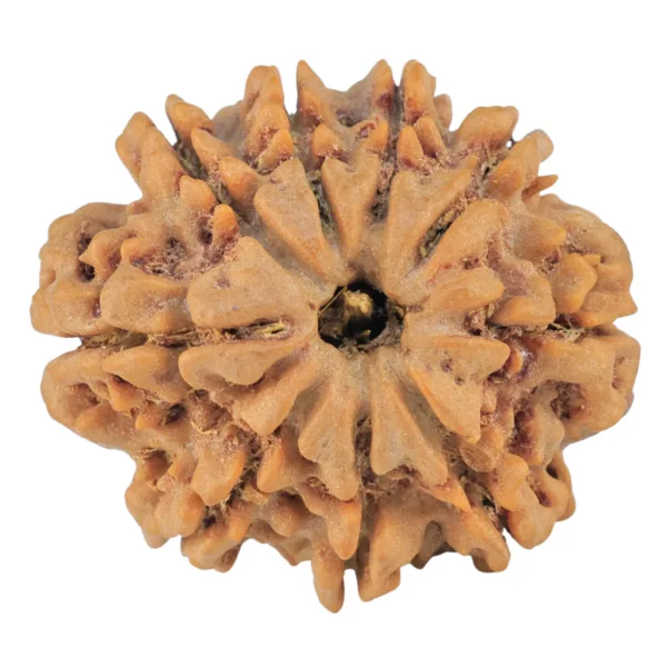 9 Mukhi Rudraksha 26.3mm 5.12gm - Rudraksha