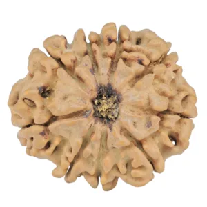 9 Mukhi Rudraksha 25.5mm 3.5gm - Rudraksha