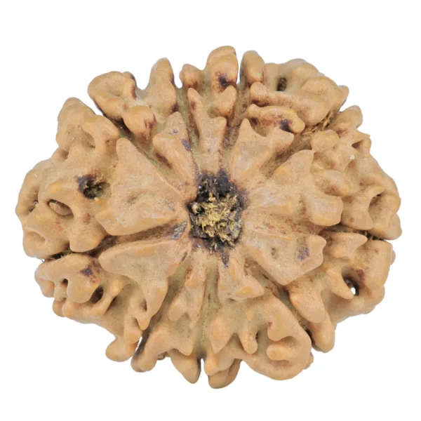 9 Mukhi Rudraksha 25.5mm 3.5gm - Rudraksha