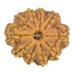 10 Mukhi Rudraksha 24.9mm 3.76gm - Rudraksha
