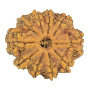10 Mukhi Rudraksha 24.9mm 3.76gm - Rudraksha