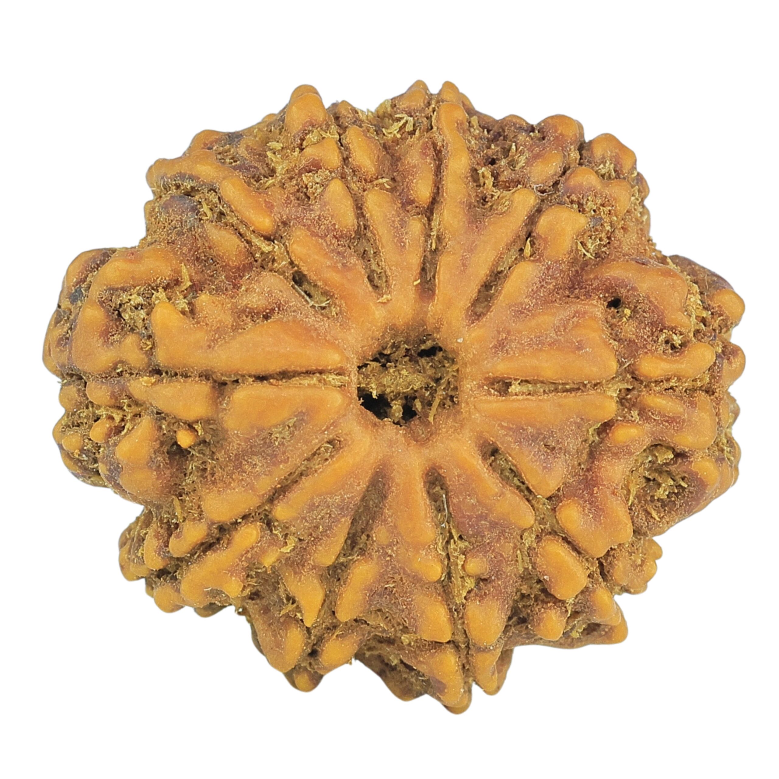 10 Mukhi Rudraksha 24.9mm 3.76gm - Rudraksha