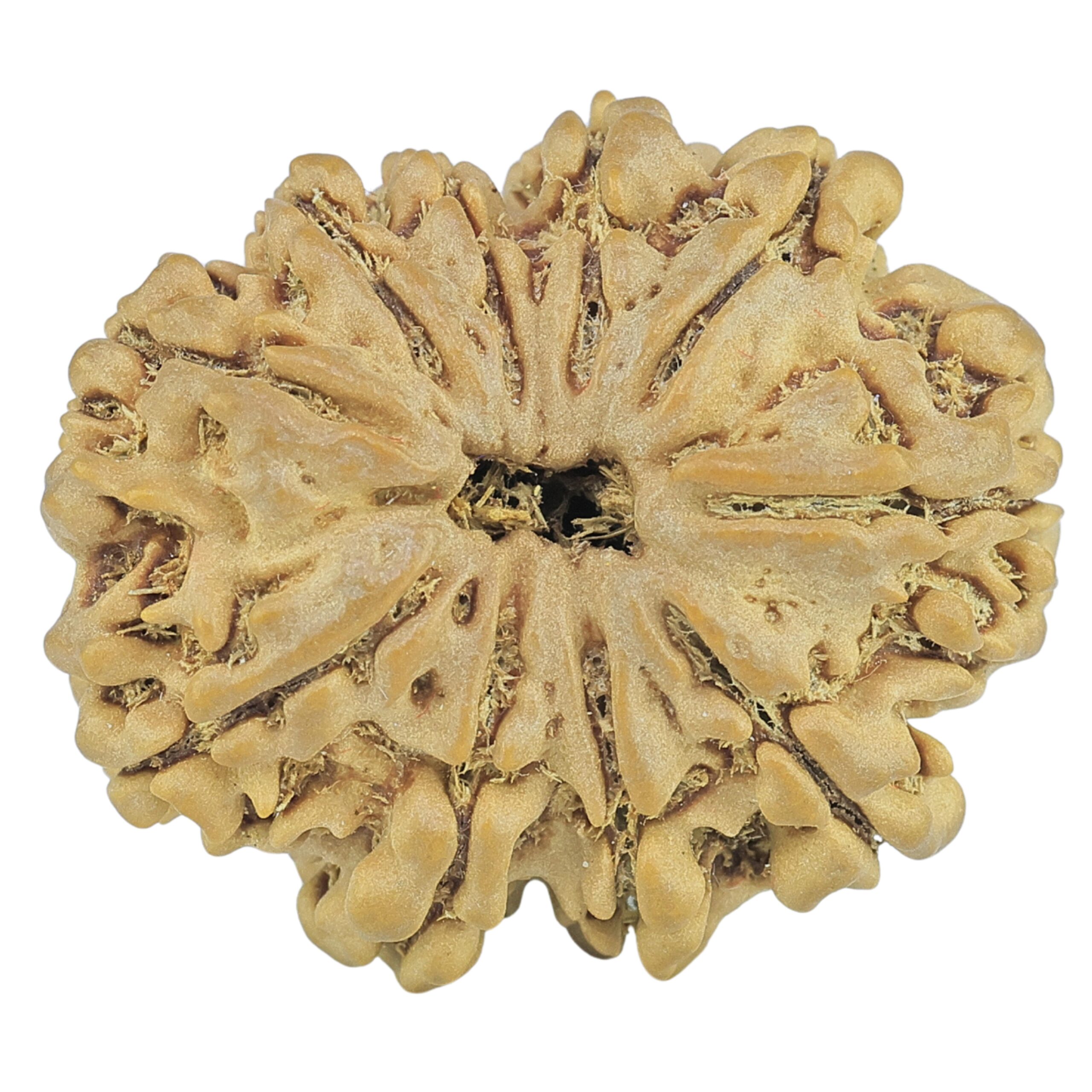 10 Mukhi Rudraksha 27.6mm 4.56gm - Rudraksha