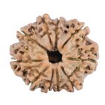 10 Mukhi Rudraksha 25.2mm 4.07gm - Rudraksha