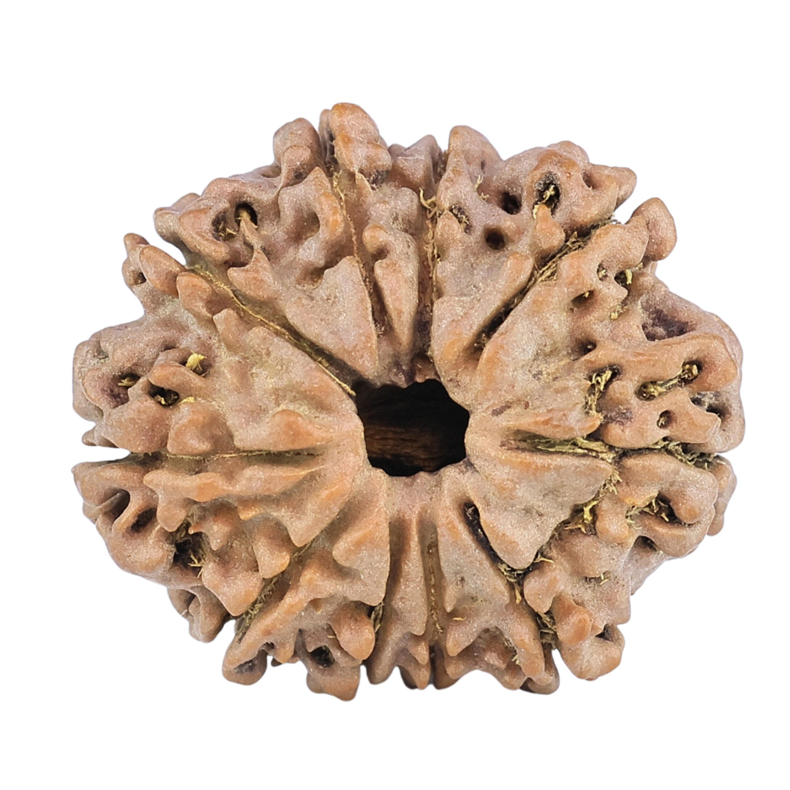 10 Mukhi Rudraksha 25.2mm 4.07gm - Rudraksha