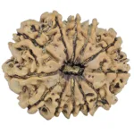 12 Mukhi Rudraksha 25.4mm 3.27gm - Rudraksha