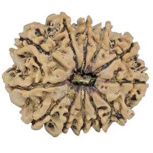 12 Mukhi Rudraksha 25.4mm 3.27gm - Rudraksha
