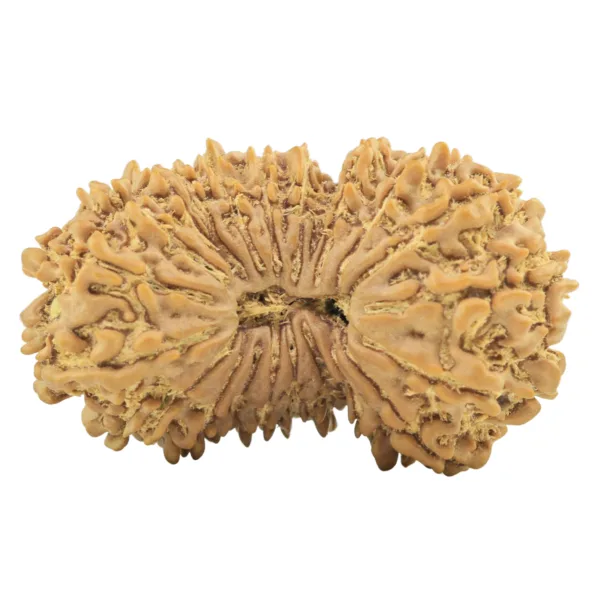 21 Mukhi Garbhgauri 35.3mm 5.75gm - Rudraksha