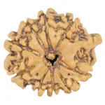 9 Mukhi Ganesh 23.4mm 2.42gm - Rudraksha