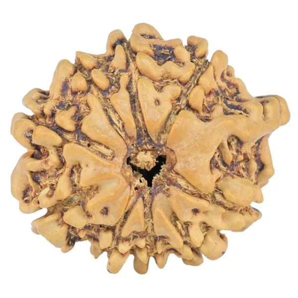 9 Mukhi Ganesh 23.4mm 2.42gm - Rudraksha