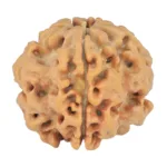 1MK(Underdeveloped) 24.1mm 4.67gm - Rudraksha