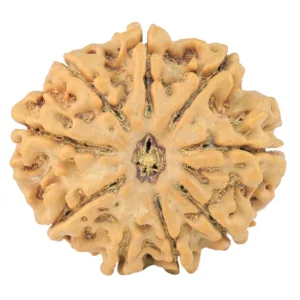 9 Mukhi Rudraksha 26.8mm 5gm - Rudraksha