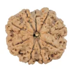 9 Mukhi Rudraksha 25mm 3.71gm - Rudraksha