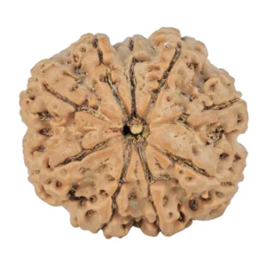 9 Mukhi Rudraksha 25mm 3.71gm - Rudraksha