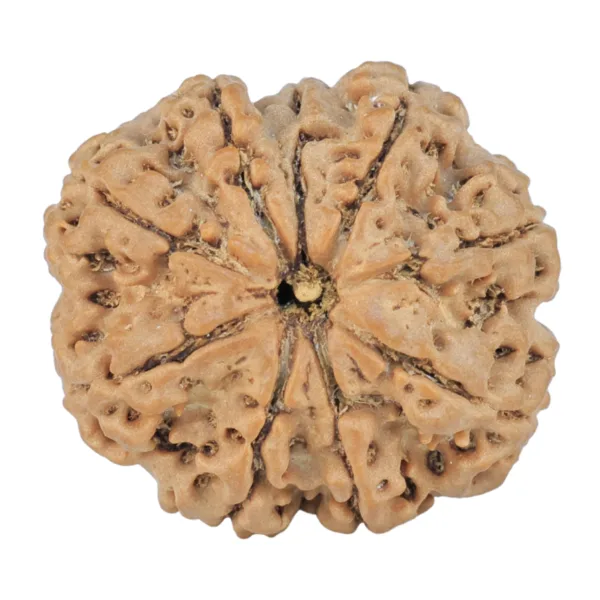 9 Mukhi Rudraksha 25mm 3.71gm - Rudraksha