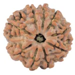 9 Mukhi Rudraksha 25.7mm 5.56gm - Rudraksha
