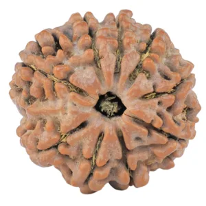 9 Mukhi Rudraksha 25.7mm 5.56gm - Rudraksha