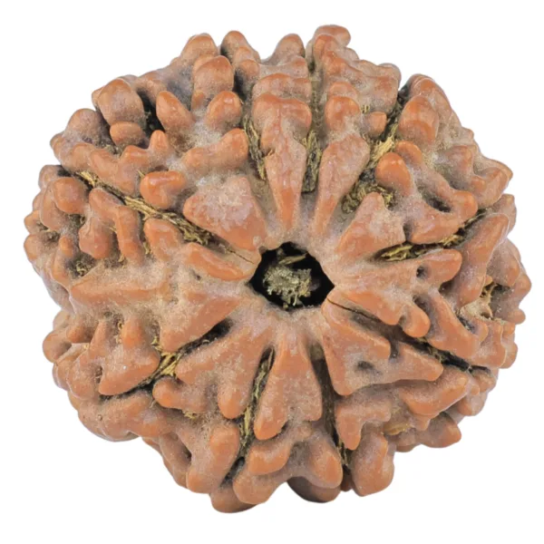 9 Mukhi Rudraksha 25.7mm 5.56gm - Rudraksha