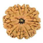 9 Mukhi Rudraksha 29.8mm 5.7gm - Rudraksha