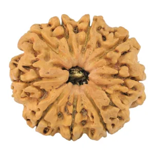 9 Mukhi Rudraksha 29.8mm 5.7gm - Rudraksha