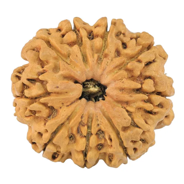9 Mukhi Rudraksha 29.8mm 5.7gm - Rudraksha