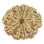 9 Mukhi Rudraksha 32.5mm 7.45gm - Rudraksha