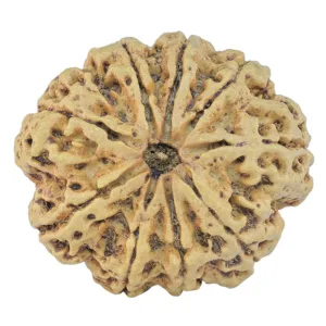 9 Mukhi Rudraksha 32.5mm 7.45gm - Rudraksha