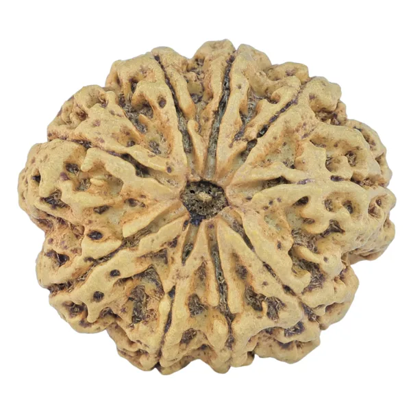 9 Mukhi Rudraksha 32.5mm 7.45gm - Rudraksha