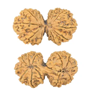 12 MK Gaurishankar 42mm 8.21gm - Rudraksha