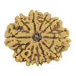 11 Mukhi Rudraksha 24.8mm 2.94gm - Rudraksha