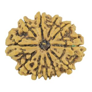 11 Mukhi Rudraksha 24.8mm 2.94gm - Rudraksha