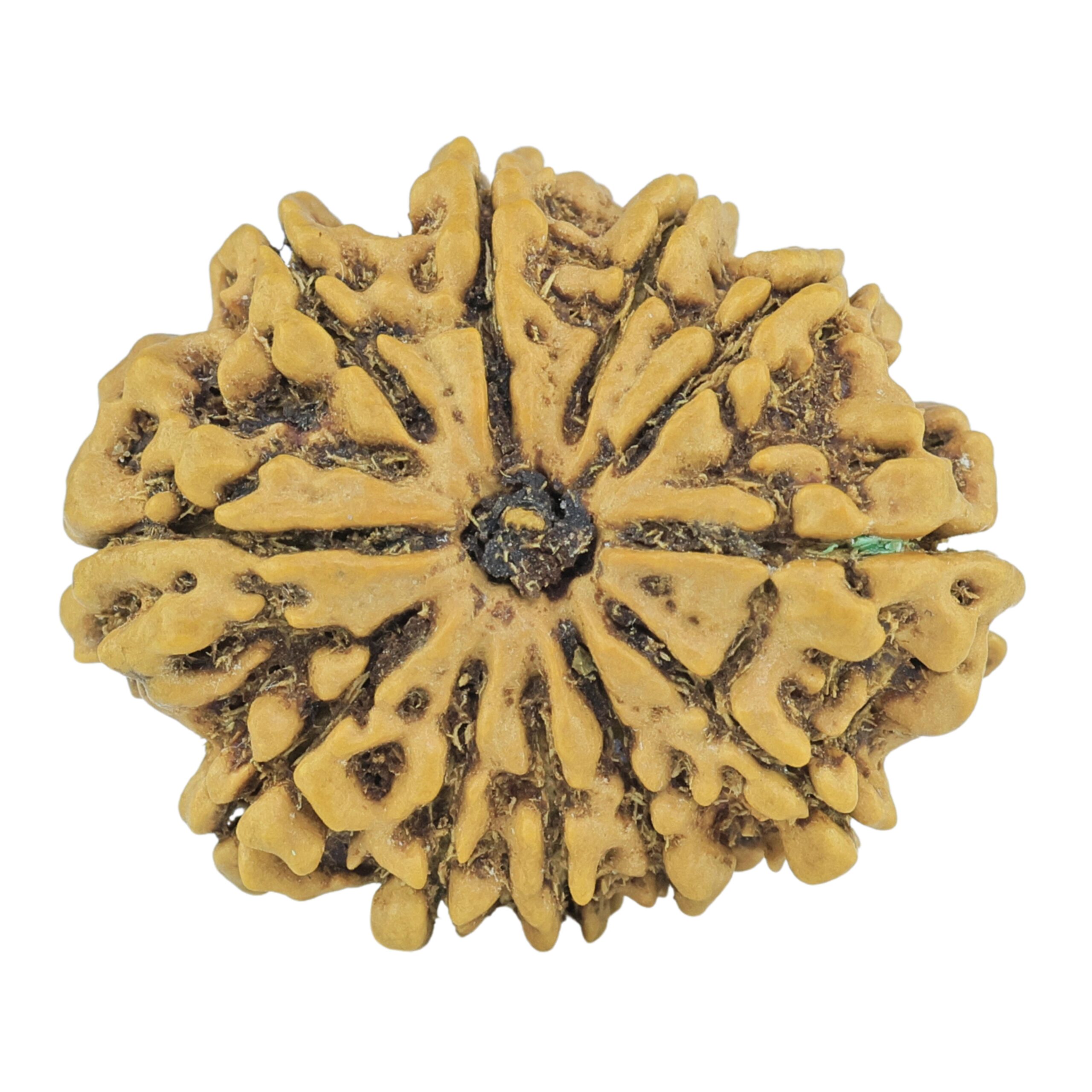 11 Mukhi Rudraksha 24.8mm 2.94gm - Rudraksha