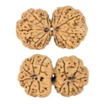 12 MK Gaurishankar 40.1mm 8.16gm - Rudraksha