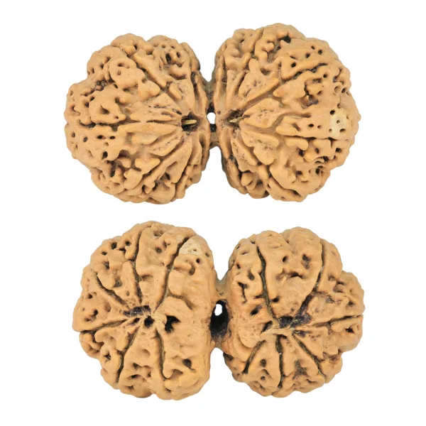 12 MK Gaurishankar 40.1mm 8.16gm - Rudraksha