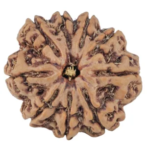 9 Mukhi Rudraksha 25.2mm 5.63gm - Rudraksha