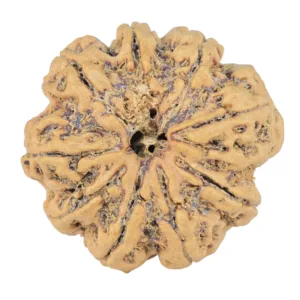 9 Mukhi Rudraksha 25.2mm 3.33gm - Rudraksha