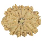 10 Mukhi Rudraksha 25mm 3.28gm - Rudraksha