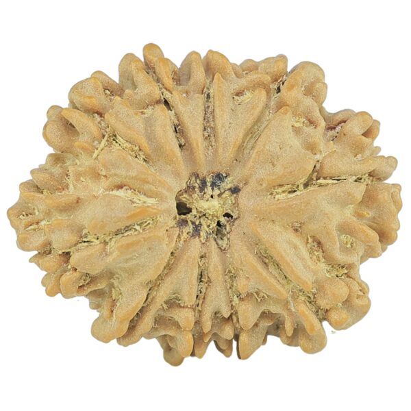 10 Mukhi Rudraksha 25mm 3.28gm - Rudraksha