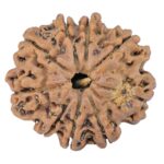 9 Mukhi Rudraksha 25.9mm 4.32gm - Rudraksha