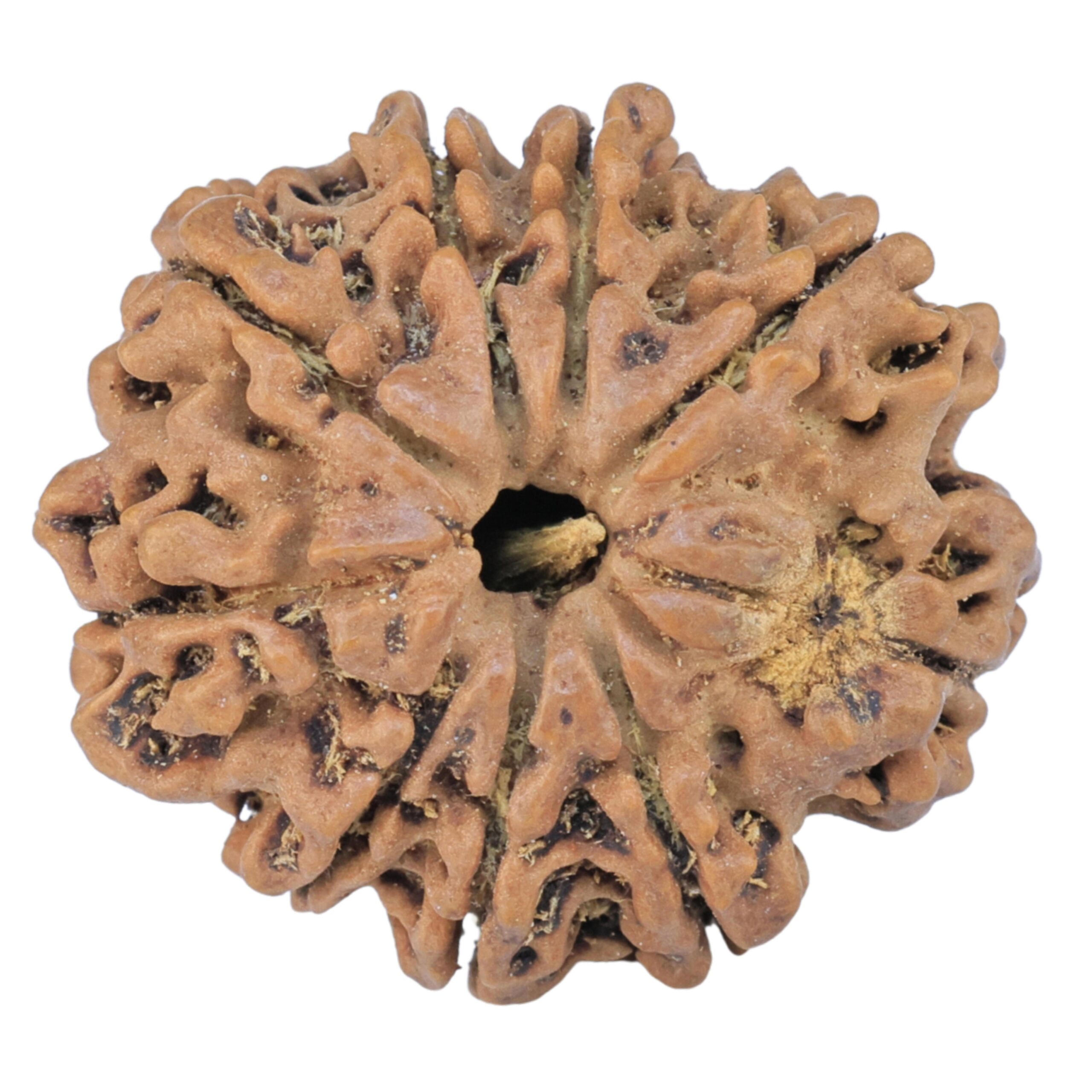 9 Mukhi Rudraksha 25.9mm 4.32gm - Rudraksha