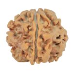 1MK(Underdeveloped) 23mm 3.92gm - Rudraksha